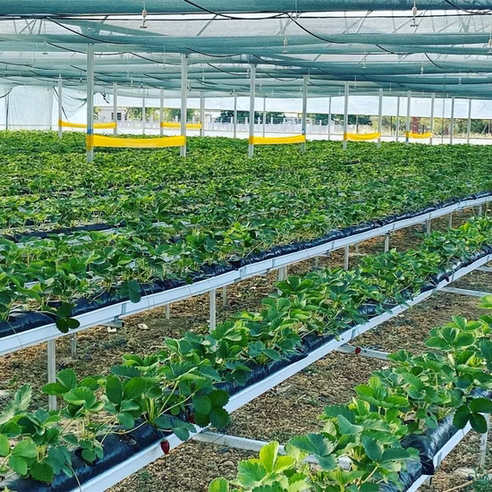 温室栽培 PVC 植物栽培イチゴ農業システム用水耕溝